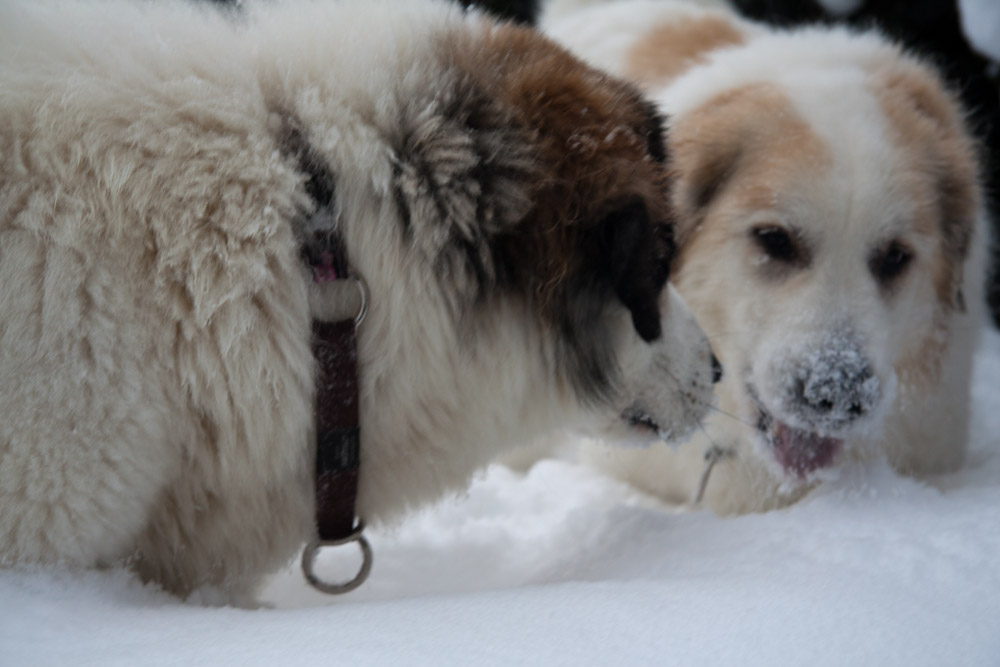Pyrenäenberghund - Zu Besuch von Cendrine Dezember 2010 - Schnee satt