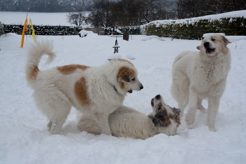 Pyrenäenberghund - Zu Besuch bei Cyrano Dezember 2010 - Schneebad für Vier- ...