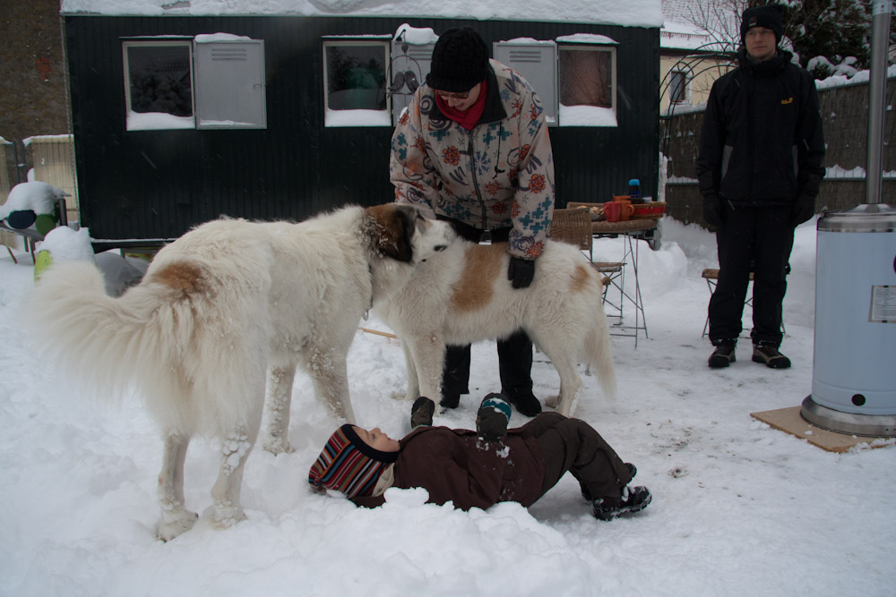 Pyrenäenberghund - Zu Besuch bei Cyrano Dezember 2010 - ... und Zweibeiner