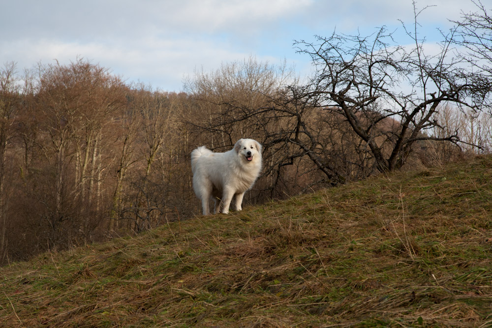 Pyrenäenberghund - Zu Besuch bei Basil - Januar 2011 - Basil in den Streuobstwiesen