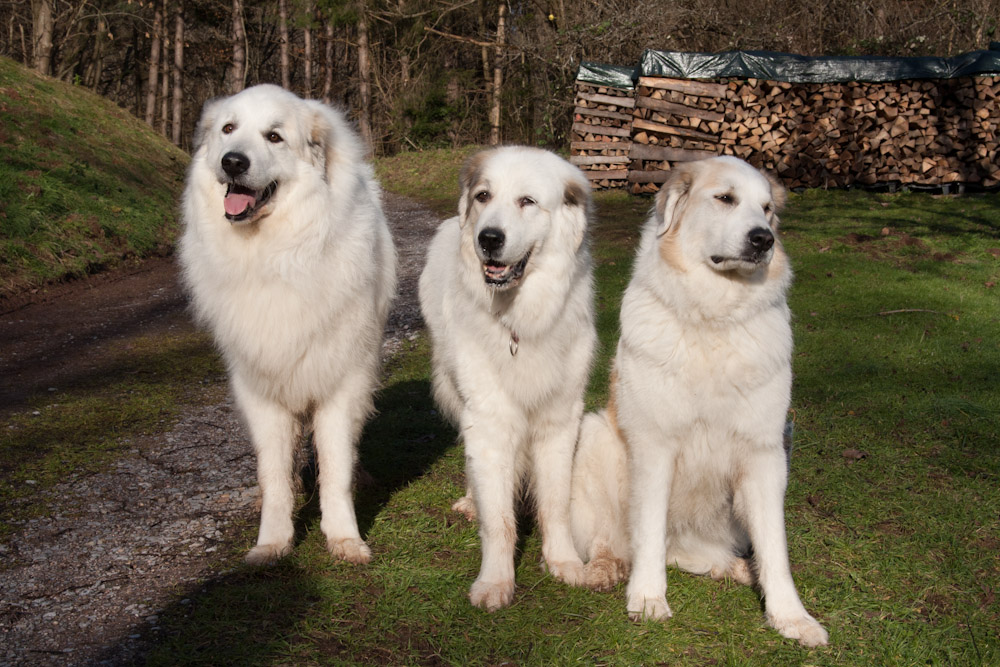 Pyrenäenberghund - Zu Besuch bei Basil - Januar 2011 - Gruppenbild