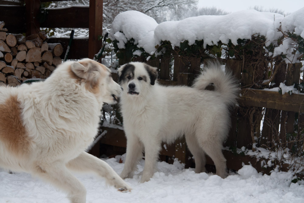 Pyrenäenberghund - Besuch von Benoit alias Diego - Januar 2011 - Mama und ...