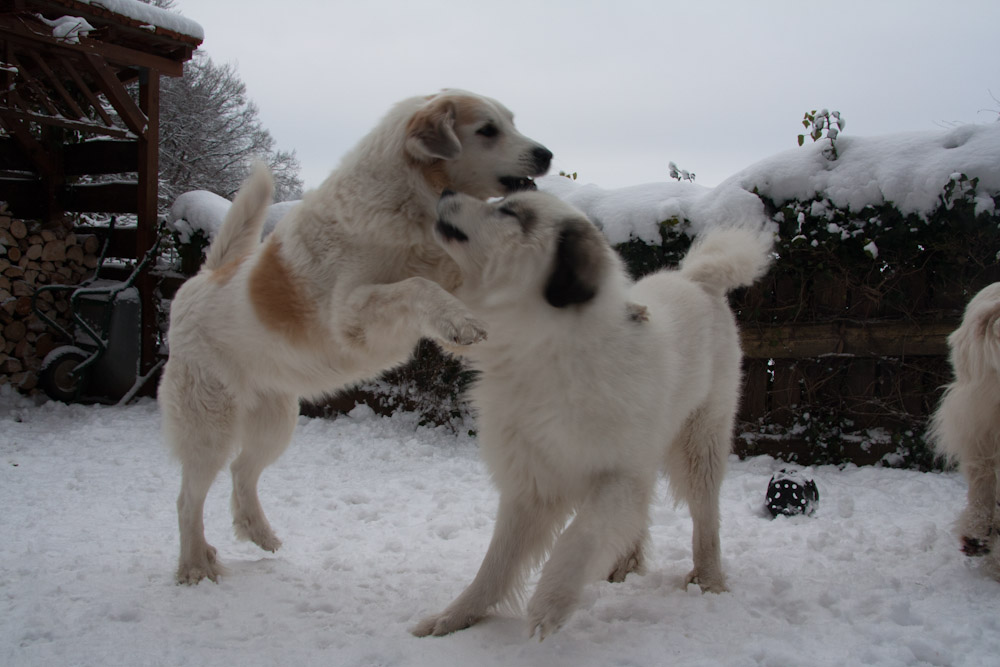 Pyrenäenberghund - Besuch von Benoit alias Diego - Januar 2011 - ... Sohn
