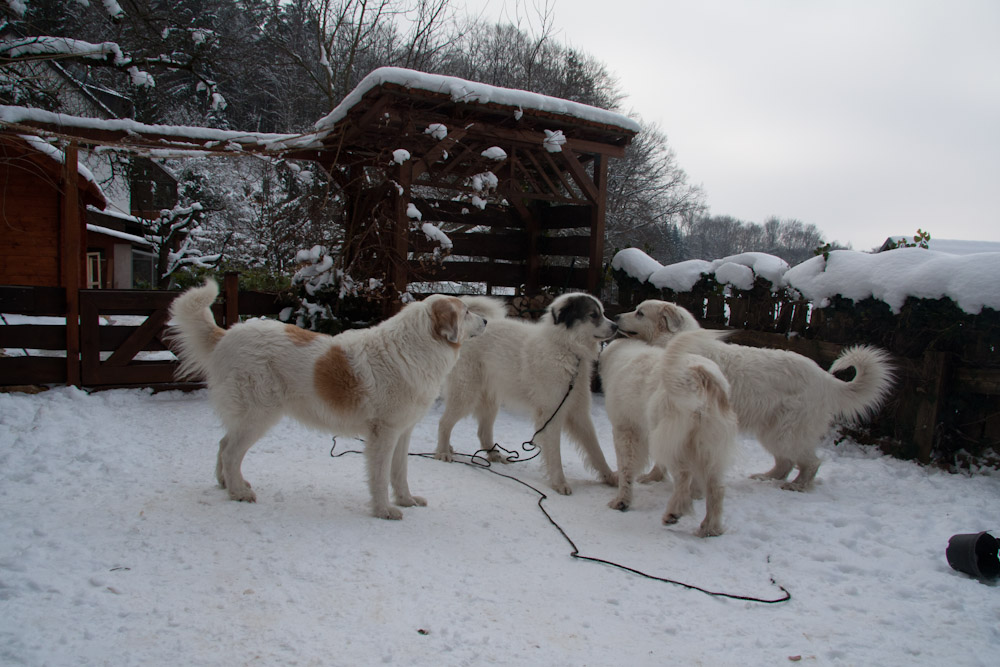 Pyrenäenberghund - Besuch von Benoit alias Diego - Januar 2011 - Familientreffen