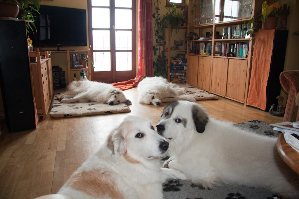 Pyrenäenberghund - Besuch von Benoit alias Diego - Januar 2011 - Gruppenbild