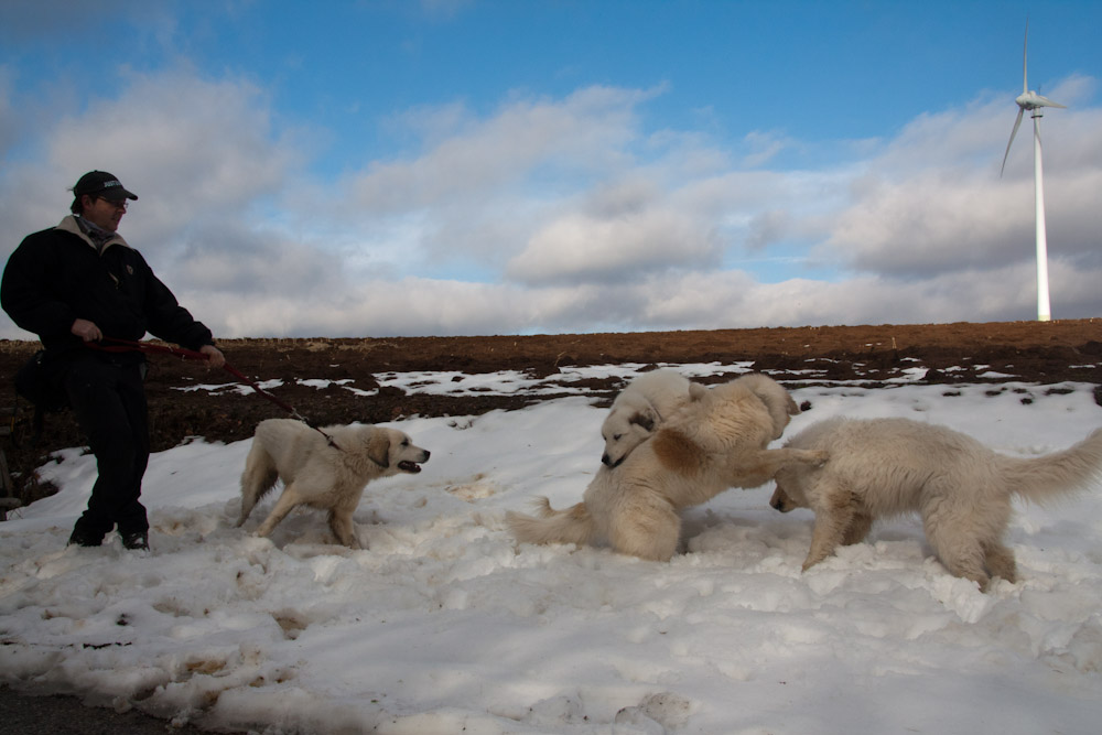 Pyrenäenberghund - Welpenpaziergang Februar 2011 - ... Toben im Schnee