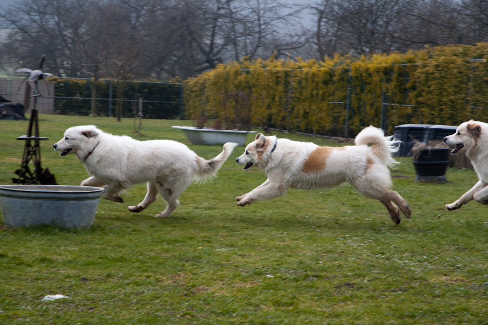 Pyrenäenberghund - Zu Besuch bei Cyrano - Februar 2011 - Und ab ...
