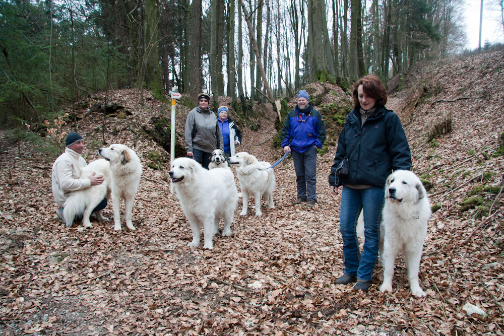 Pyrenäenberghund - Welpenspaziergang März 2011 - Gruppenbild