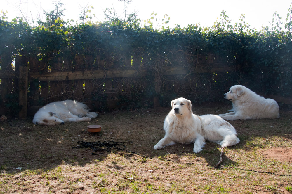Pyrenäenberghund - Besuch von Arusha März 2011 - Gemütliches Kaffekränzchen im Garten