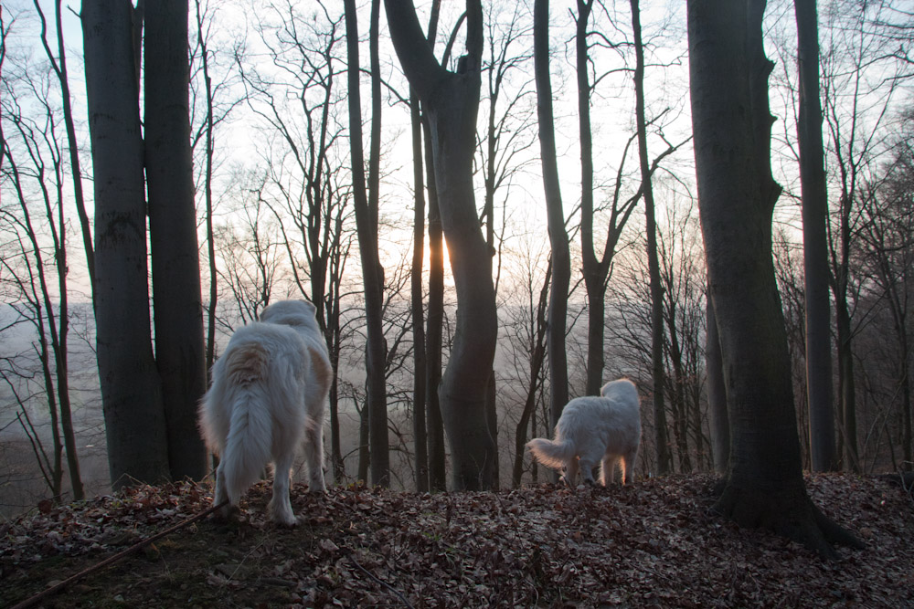 Pyrenäenberghund - Besuch von Arusha März 2011 - Abendstimmung auf der Haimburg