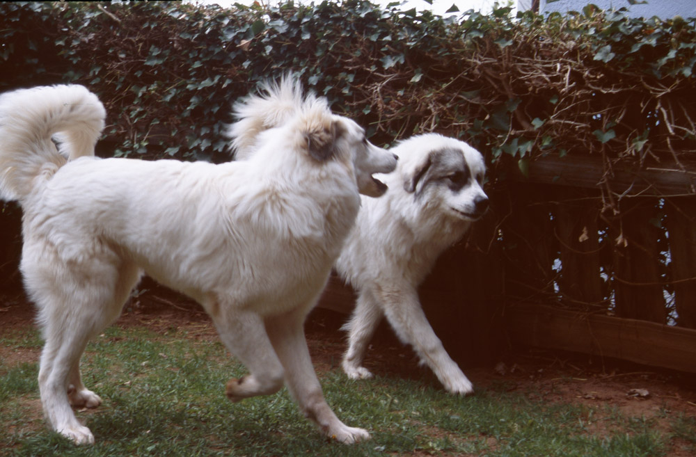 Pyrenäenberghund B-Wurf - Diego und Bougon