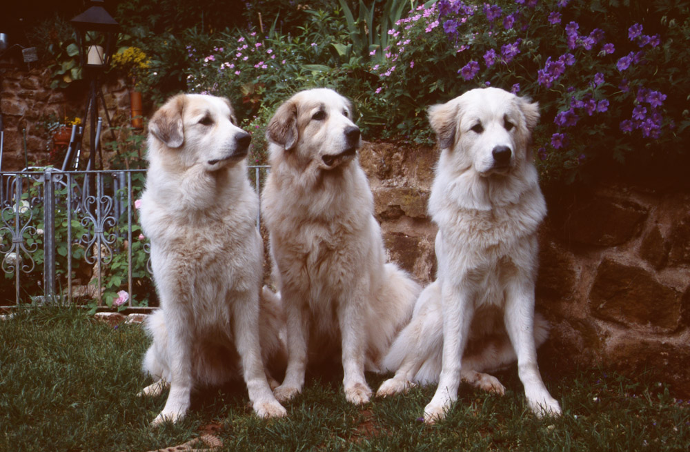 Pyrenäenberghund B-Wurf - Gruppenbild