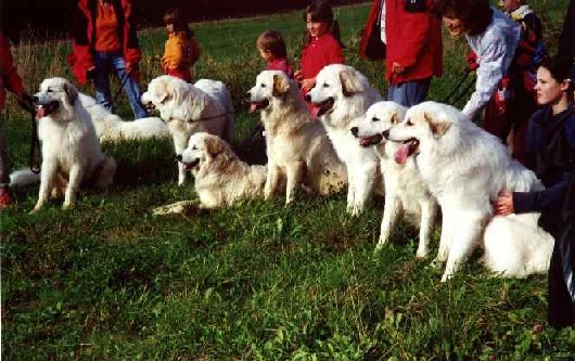News und Bilder vom Pyrenäenberghund Welpentreffen 2001/2002 - erstes Welpentreffen