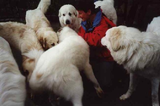 News und Bilder vom Pyrenäenberghund Welpentreffen 2001/2002 - Wiedersehen