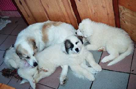 Pyrenäenberghund B-Wurf - Kuscheln bei Mama