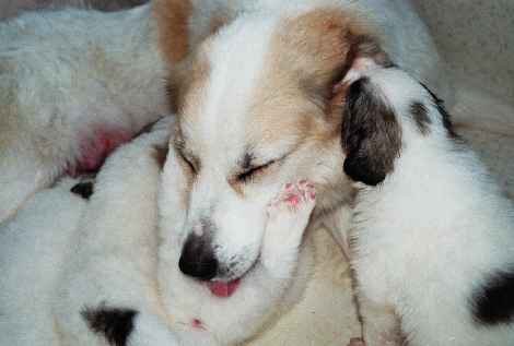 Pyrenäenberghund B-Wurf - Körperpflege