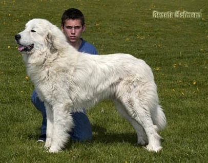 Pyrenäenberghund C-Wurf - Highlands Nordic Dreamer