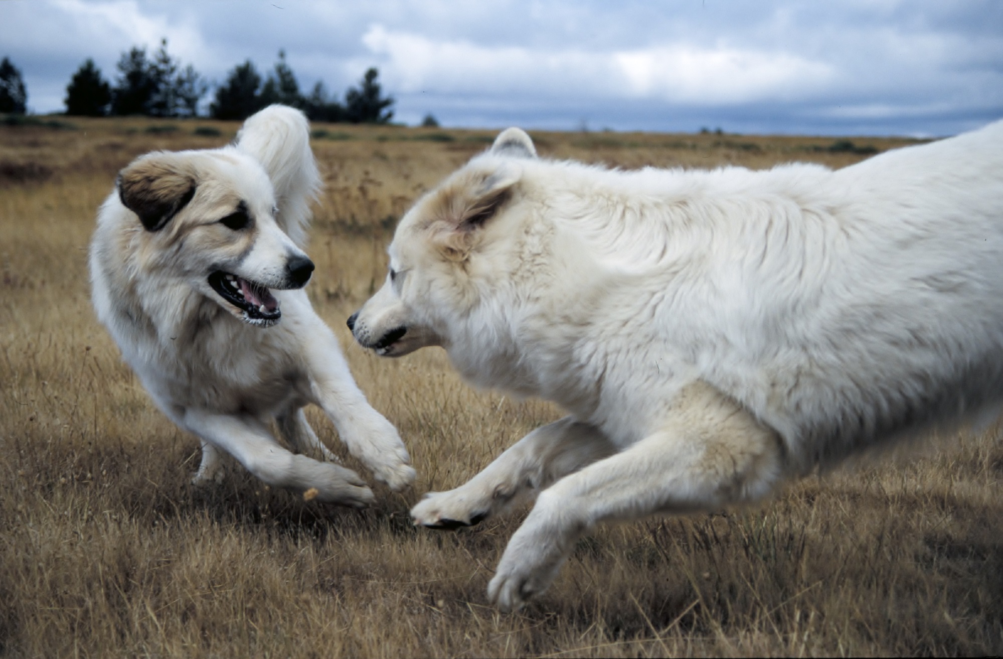 Pyrenäenberghund - Ayleen und Anshuli spielen